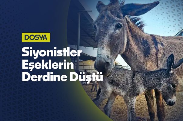 Gazze'de Çocuk Katliamları Unutuldu: Siyonistler Eşekleri Kurtarma Derdine Düştü