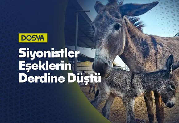 Gazze'de Çocuk Katliamları Unutuldu: Siyonistler Eşekleri Kurtarma Derdine Düştü