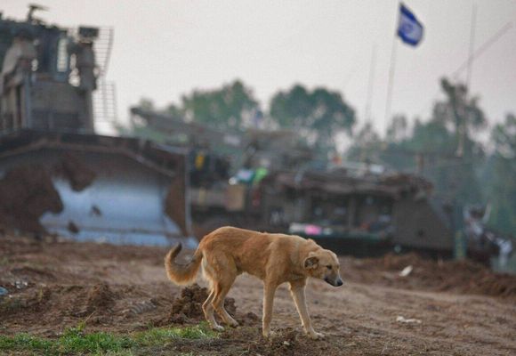 İsrail'in Ölüm Koridoru: Şehit Cenazelerini Köpeklere Yediriyorlar!